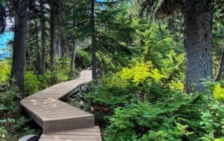 Wooden boardwalk path through an evergreen forest, at Joffre Lake.